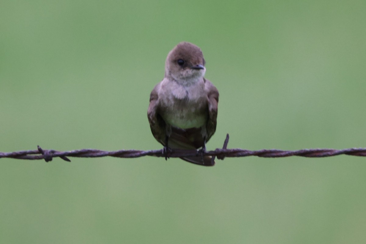 Northern Rough-winged Swallow - Pete Fenner