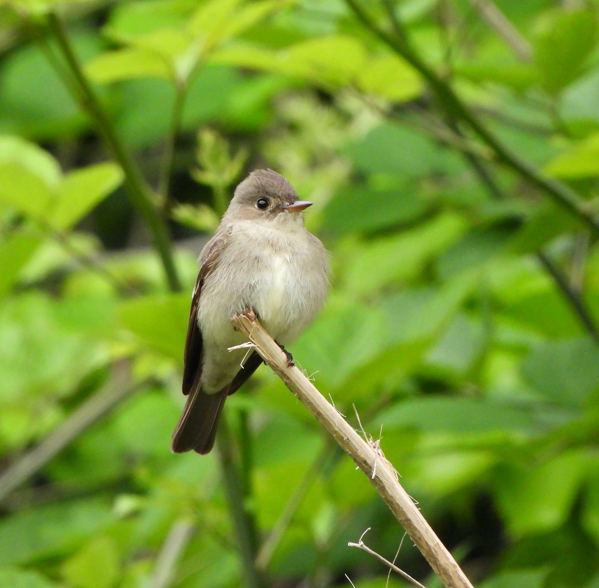 Western Wood-Pewee - Michelle Haglund