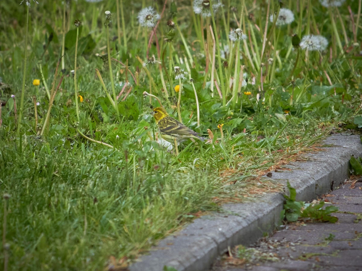 Yellowhammer - Marcin Filinger