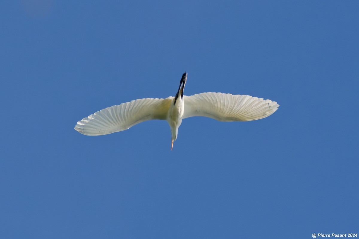 Great Egret - ML619630103