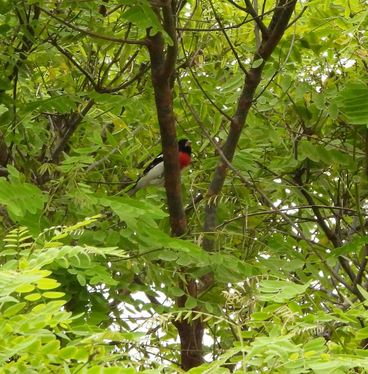 Rose-breasted Grosbeak - Michelle Haglund