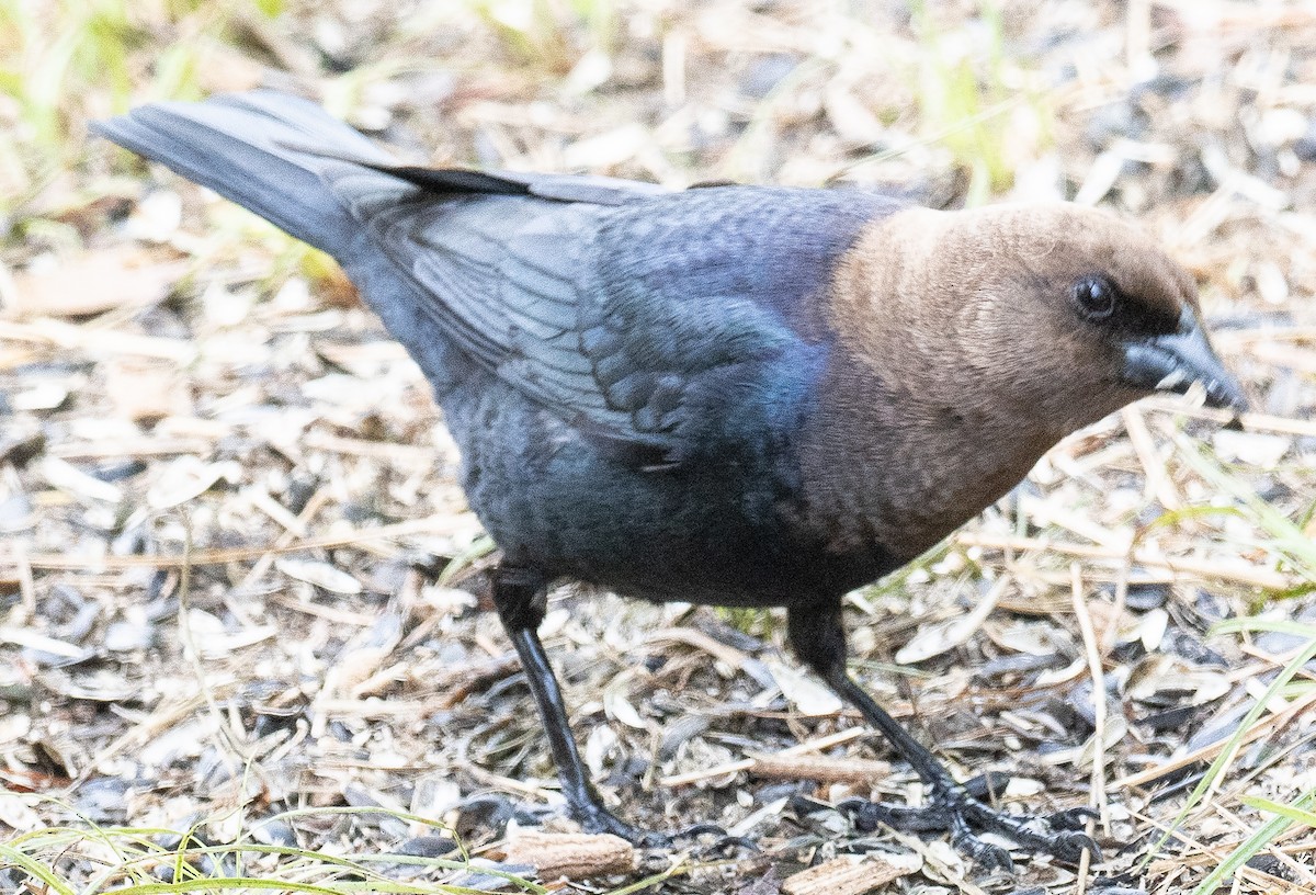 Brown-headed Cowbird - Lynn Chapman