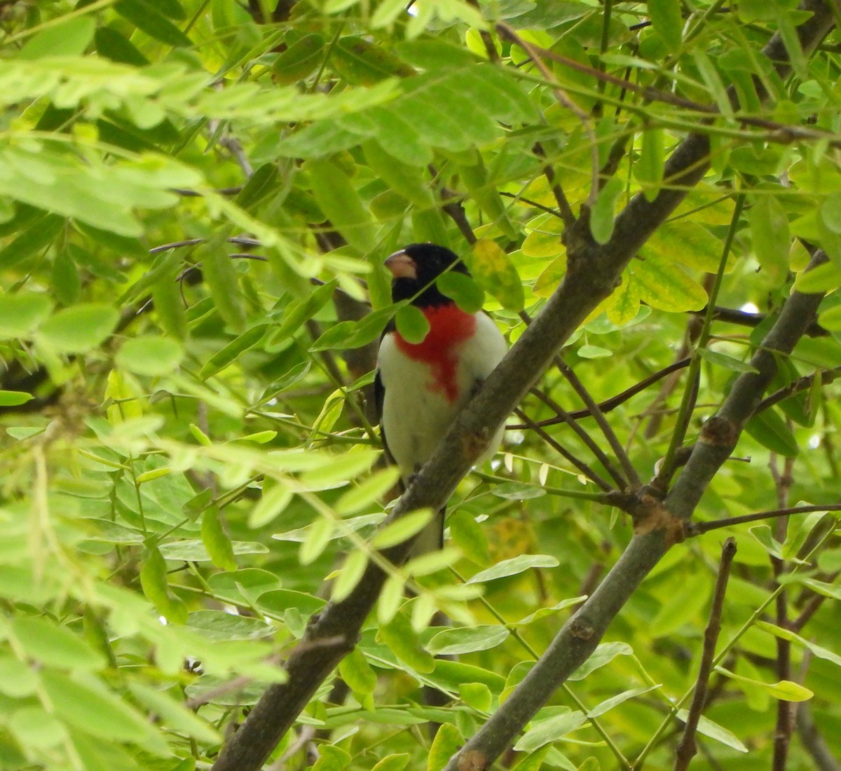 Rose-breasted Grosbeak - Michelle Haglund