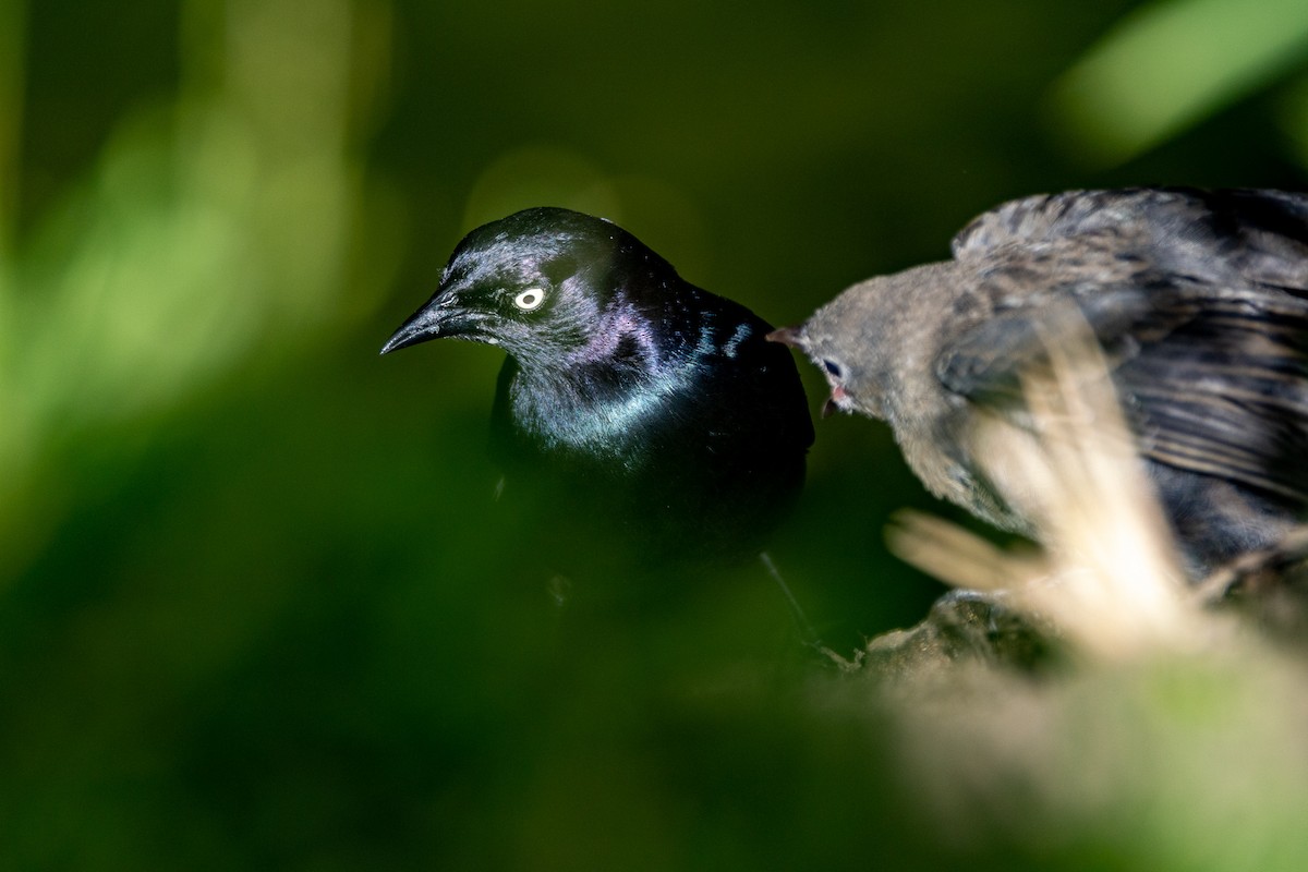 Brewer's Blackbird - Anna Klafter