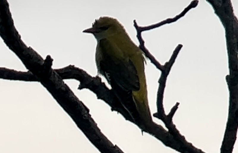 Eurasian Golden Oriole - ML619630114