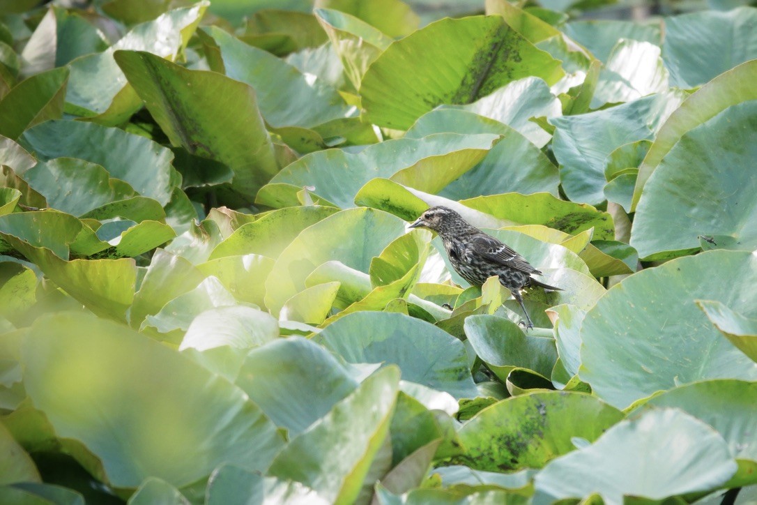 Red-winged Blackbird - Anonymous