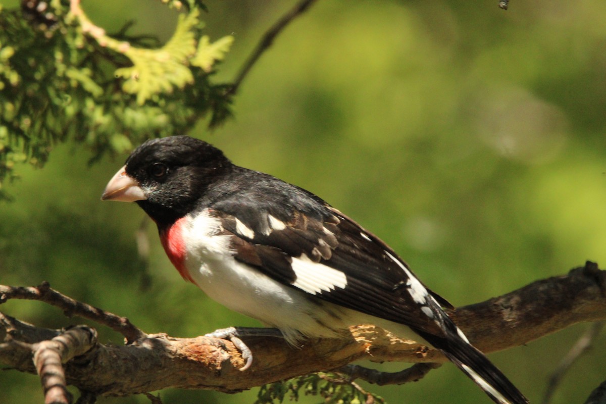 Rose-breasted Grosbeak - Leigh Nelson