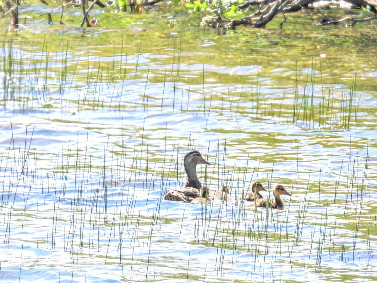 Mallard - Donna DeJong