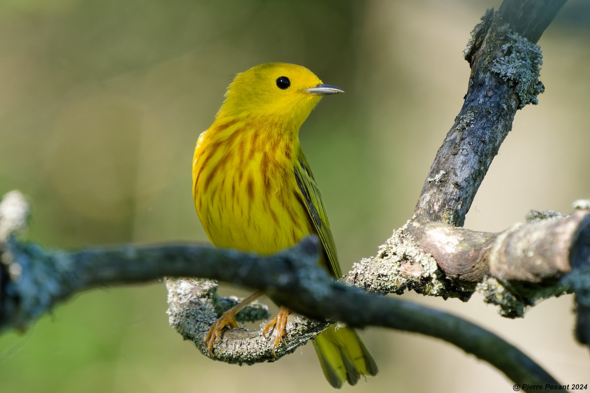 Yellow Warbler - Pierre Pesant