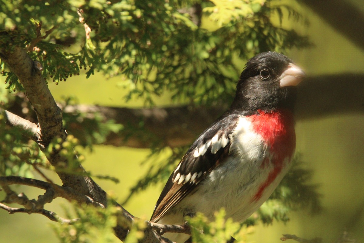 Rose-breasted Grosbeak - Leigh Nelson