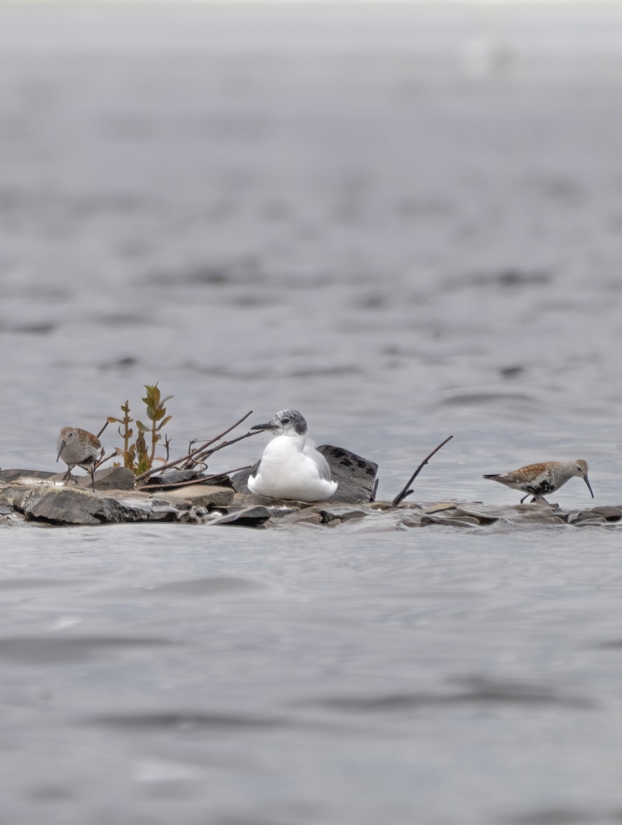 Dunlin - ML619630140