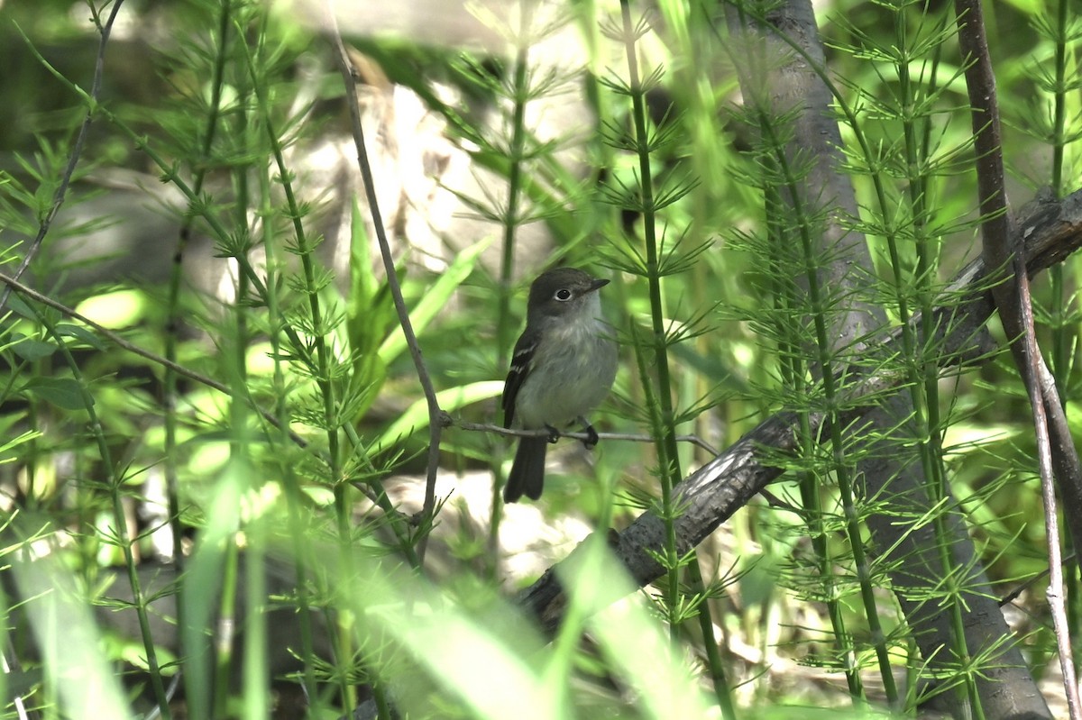 Least Flycatcher - france dallaire