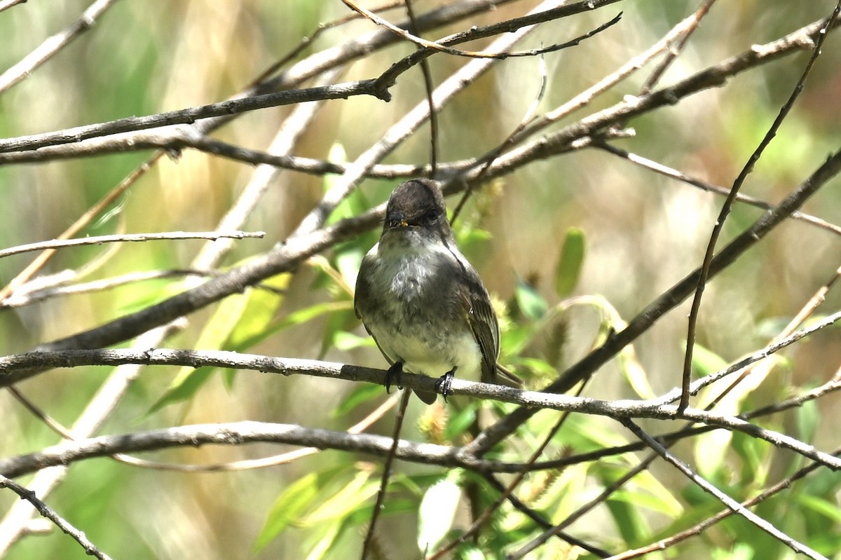 Eastern Phoebe - france dallaire