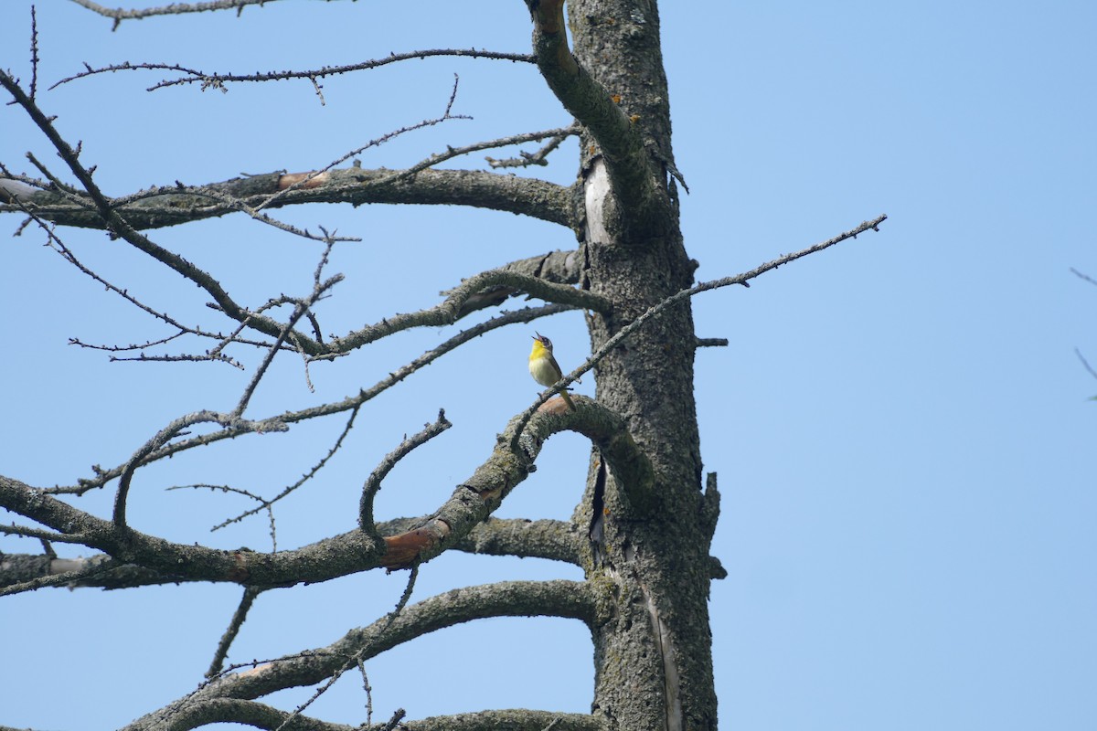 Common Yellowthroat - Jason Zhang