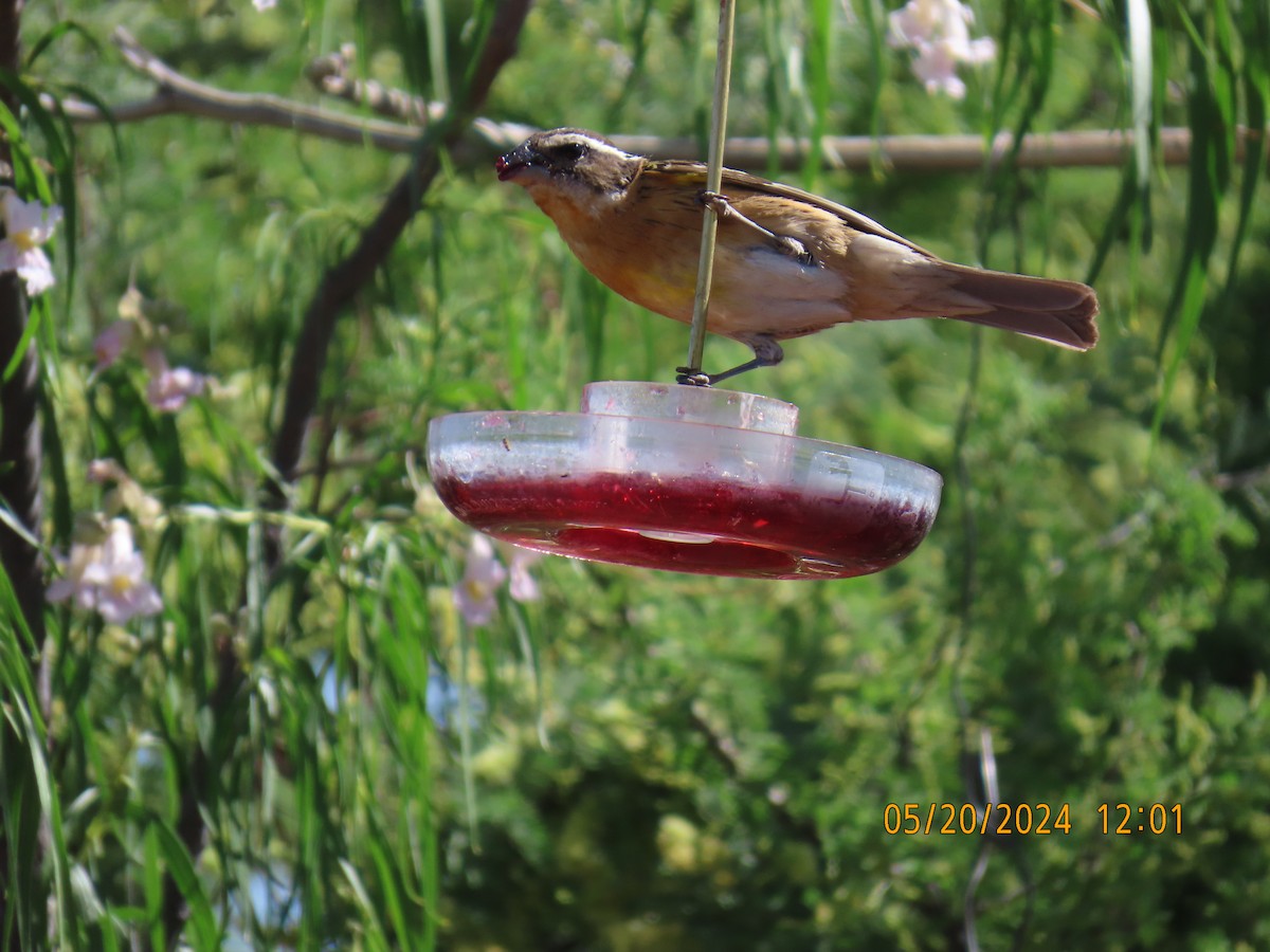 Black-headed Grosbeak - Andy Harrison