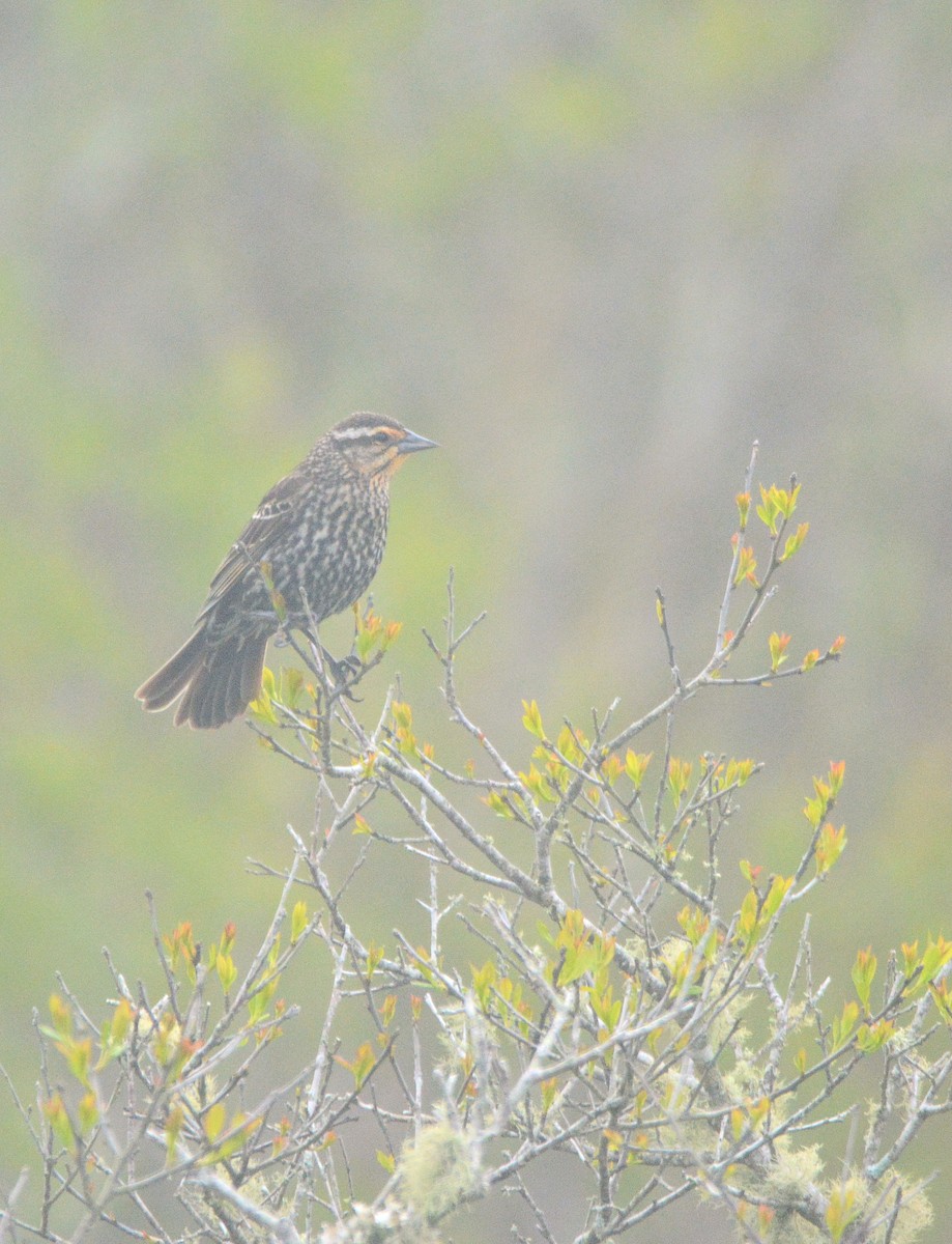 Red-winged Blackbird - Janette Vohs