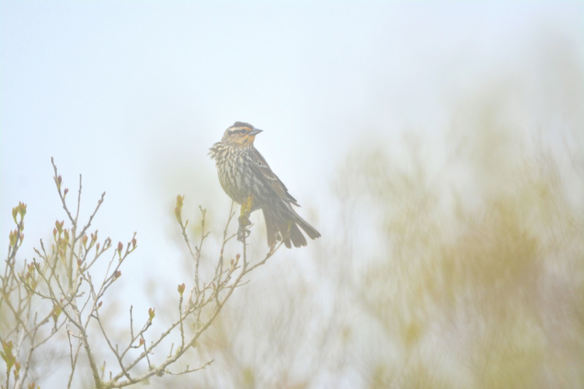 Red-winged Blackbird - Janette Vohs