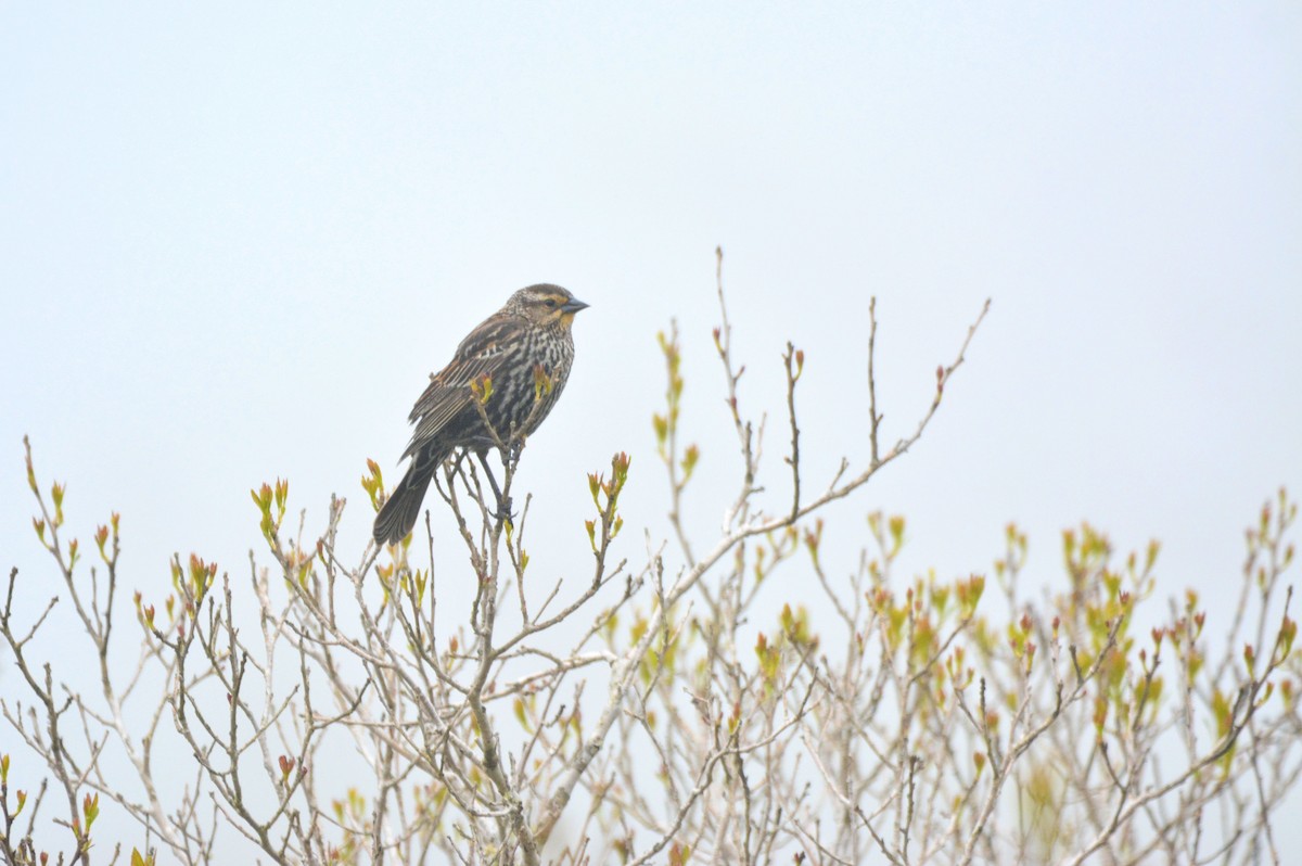 Red-winged Blackbird - Janette Vohs