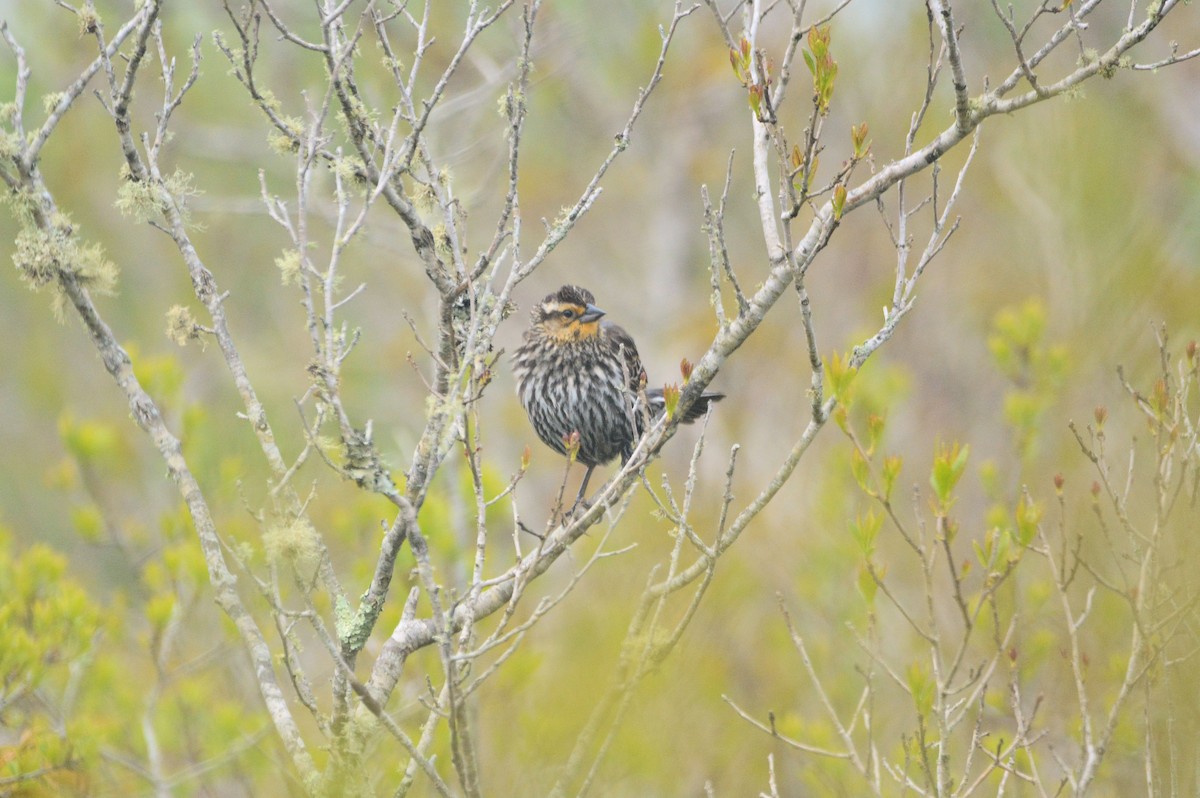 Red-winged Blackbird - Janette Vohs