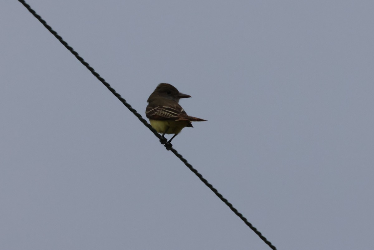 Great Crested Flycatcher - ML619630177
