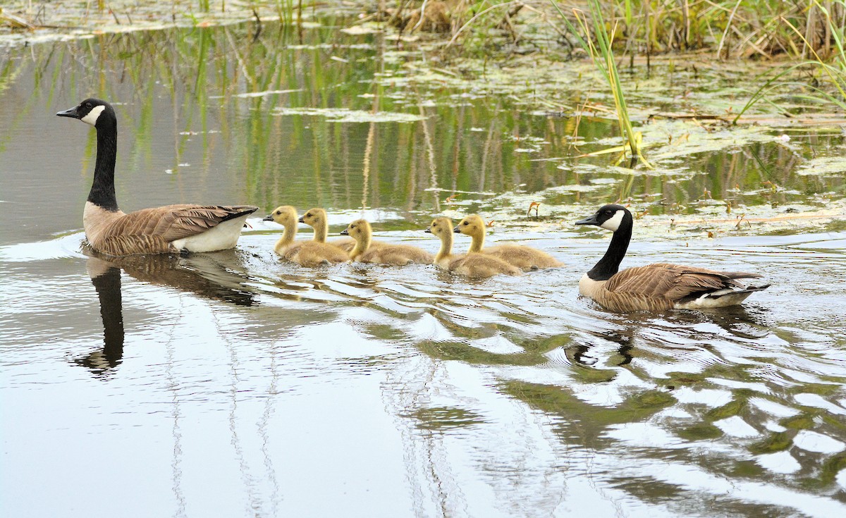 Canada Goose - Janette Vohs