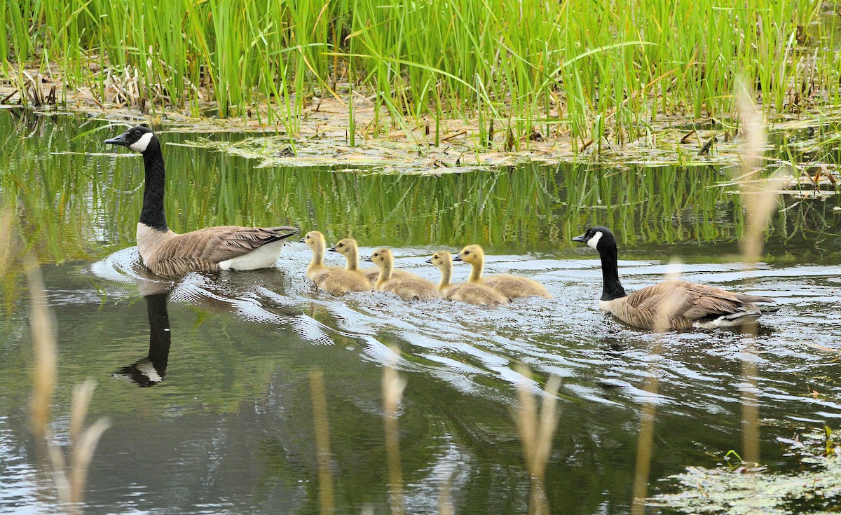 Canada Goose - Janette Vohs