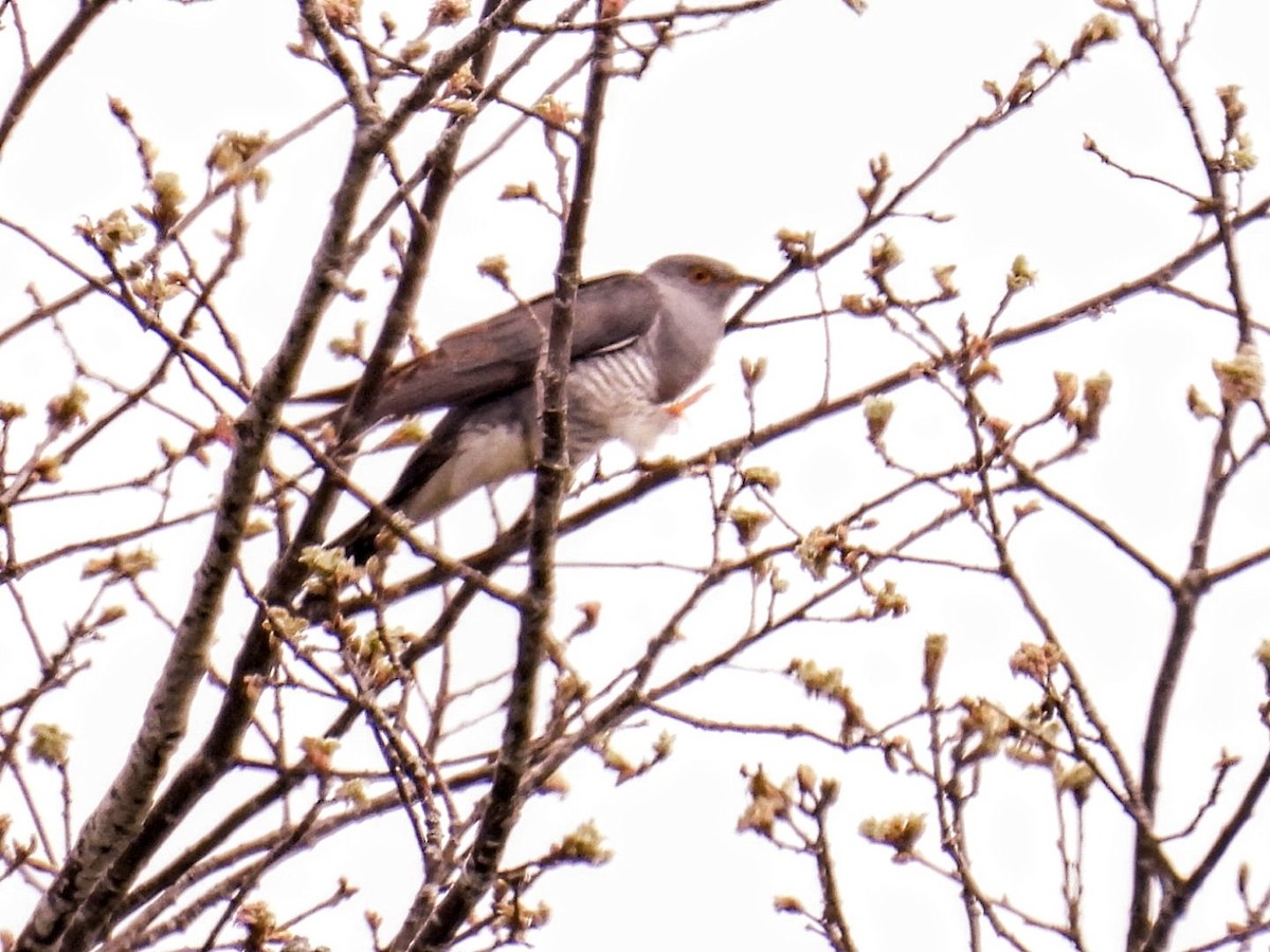 Common Cuckoo - Manuel Hermosilla