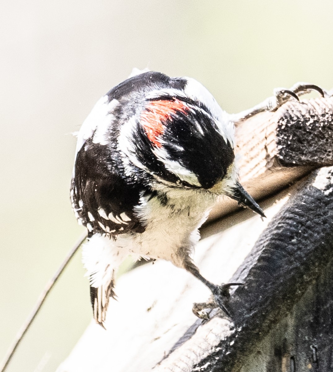 Downy Woodpecker - Lynn Chapman