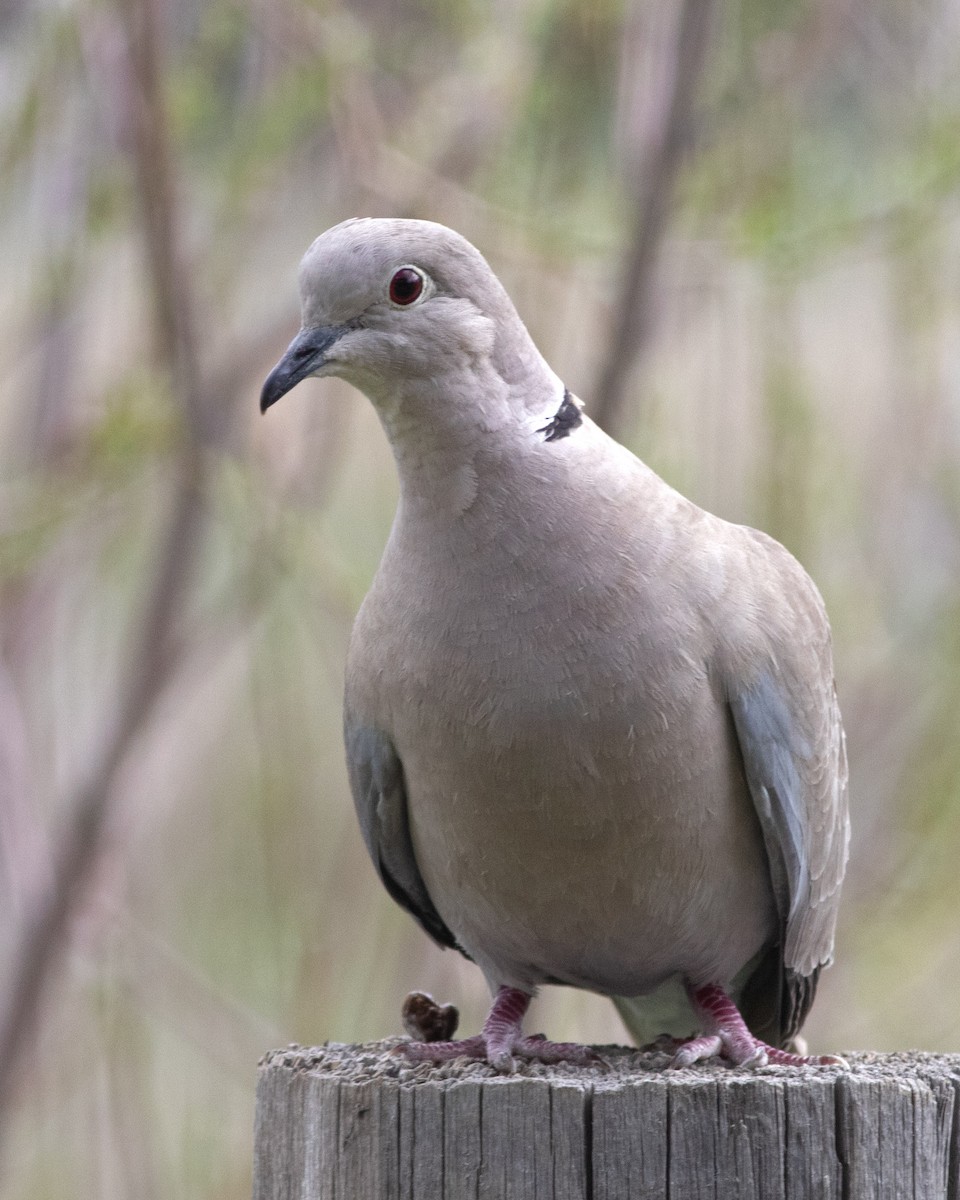 Eurasian Collared-Dove - Don Marsh
