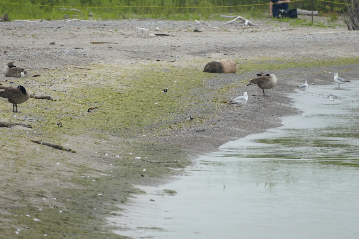 Ruddy Turnstone - Jason Zhang