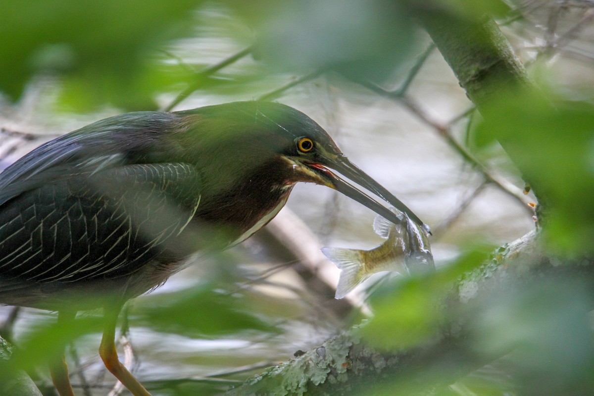 Green Heron - Denise Hargrove