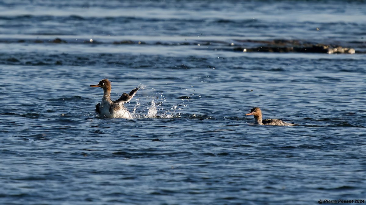 Red-breasted Merganser - Pierre Pesant