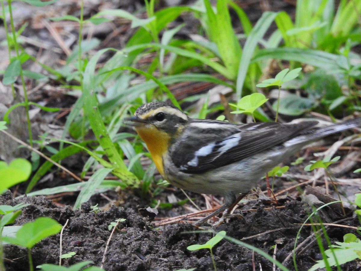 Blackburnian Warbler - Mike Ferguson