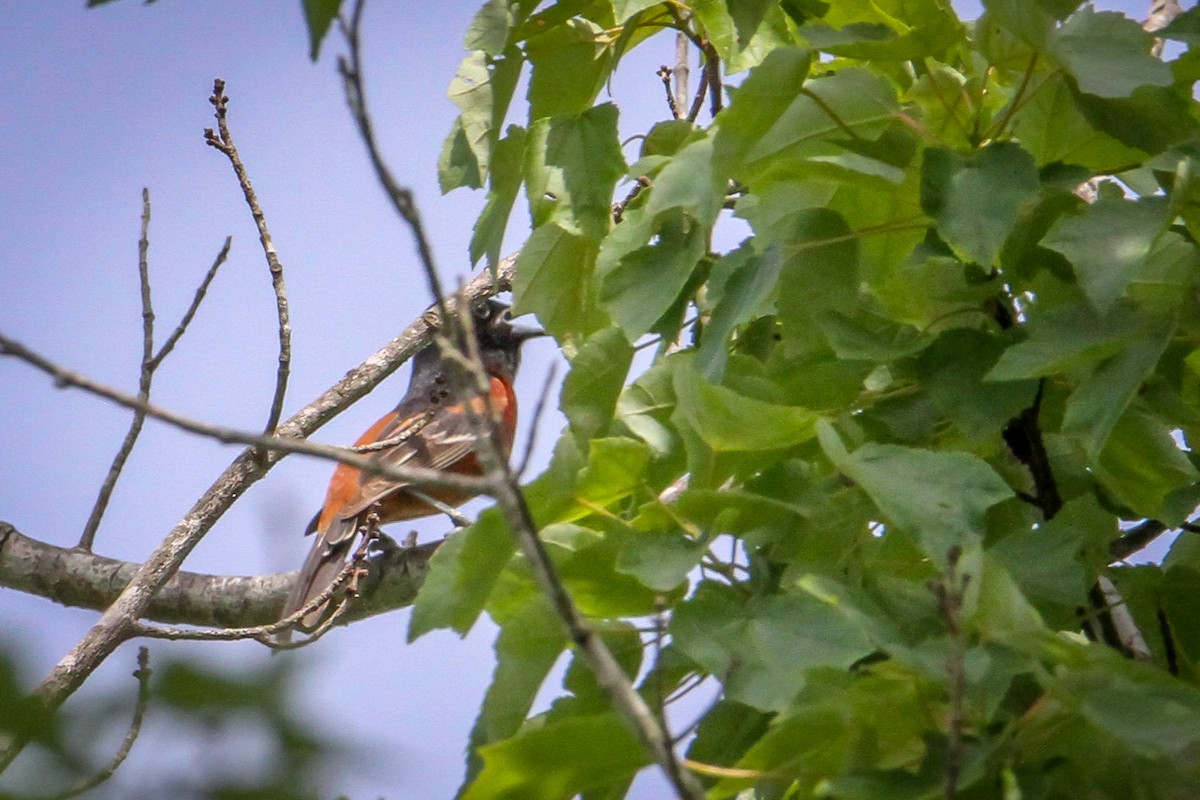 Orchard Oriole - Denise Hargrove