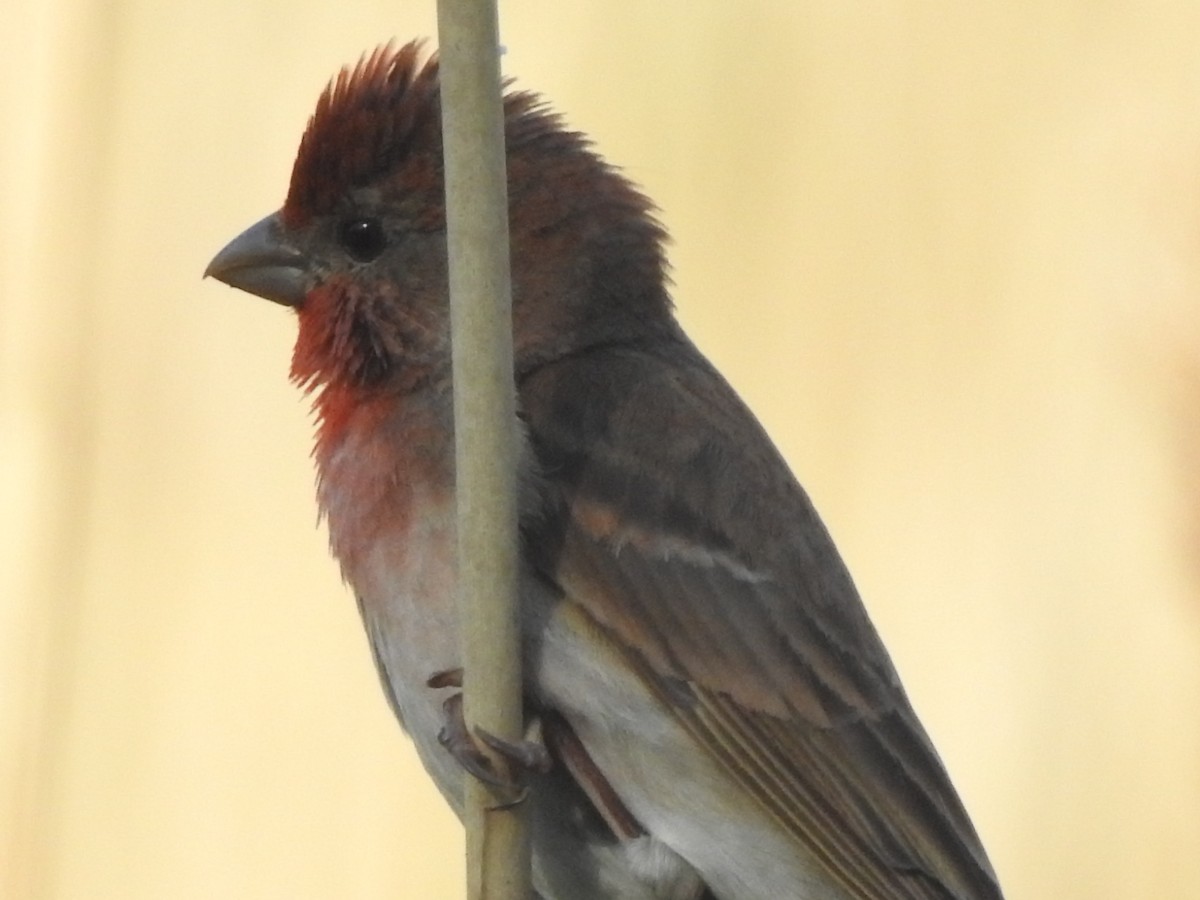 Common Rosefinch - Waldek Gustaw