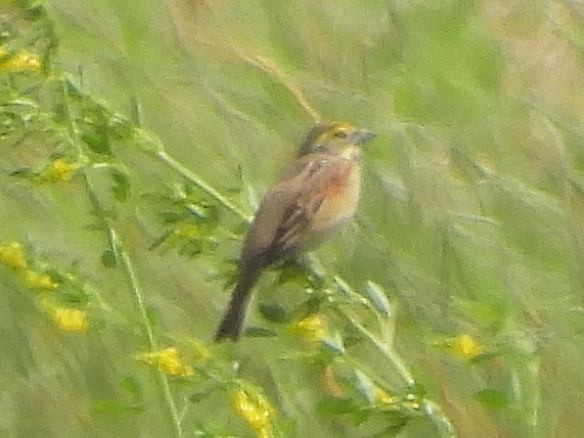 Dickcissel - Bill Nolting