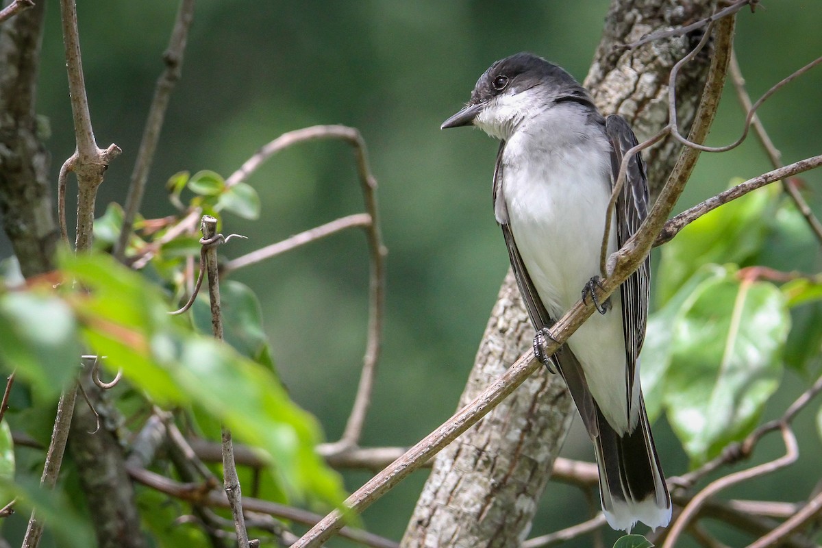 Eastern Kingbird - ML619630229