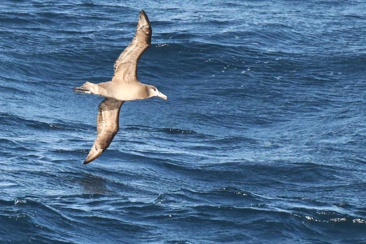 Black-footed Albatross - Bill Eisele