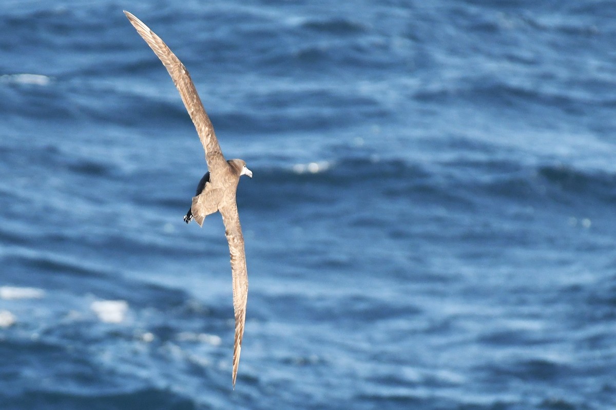 Black-footed Albatross - Bill Eisele