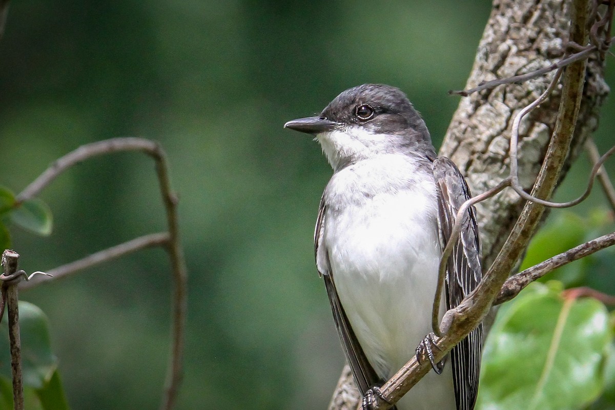 Eastern Kingbird - ML619630235