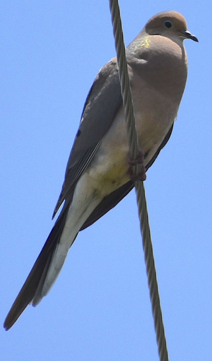 Mourning Dove - ML619630239