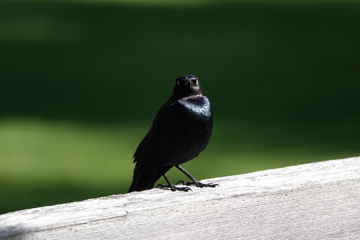 Brewer's Blackbird - Elizabeth Collins