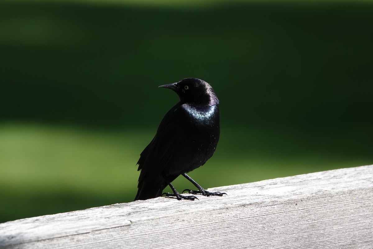 Brewer's Blackbird - Elizabeth Collins