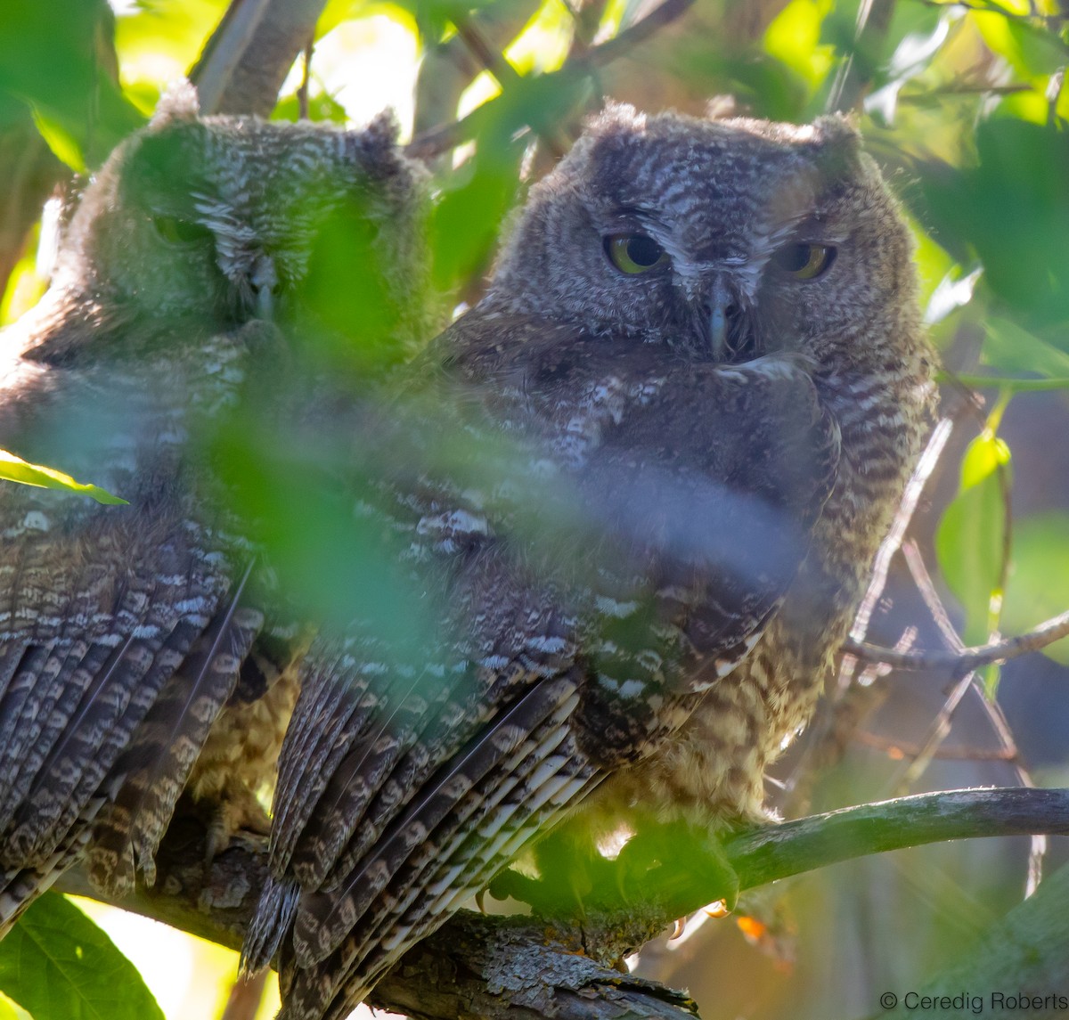 Western Screech-Owl - ML619630247