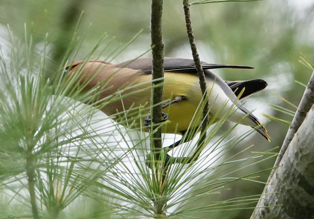 Cedar Waxwing - ML619630249