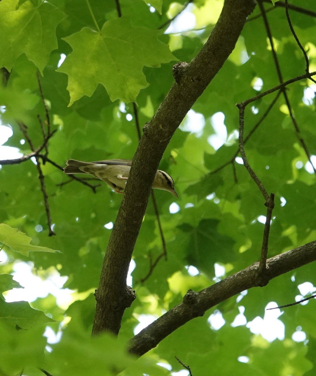 Worm-eating Warbler - Trish Bonadonna