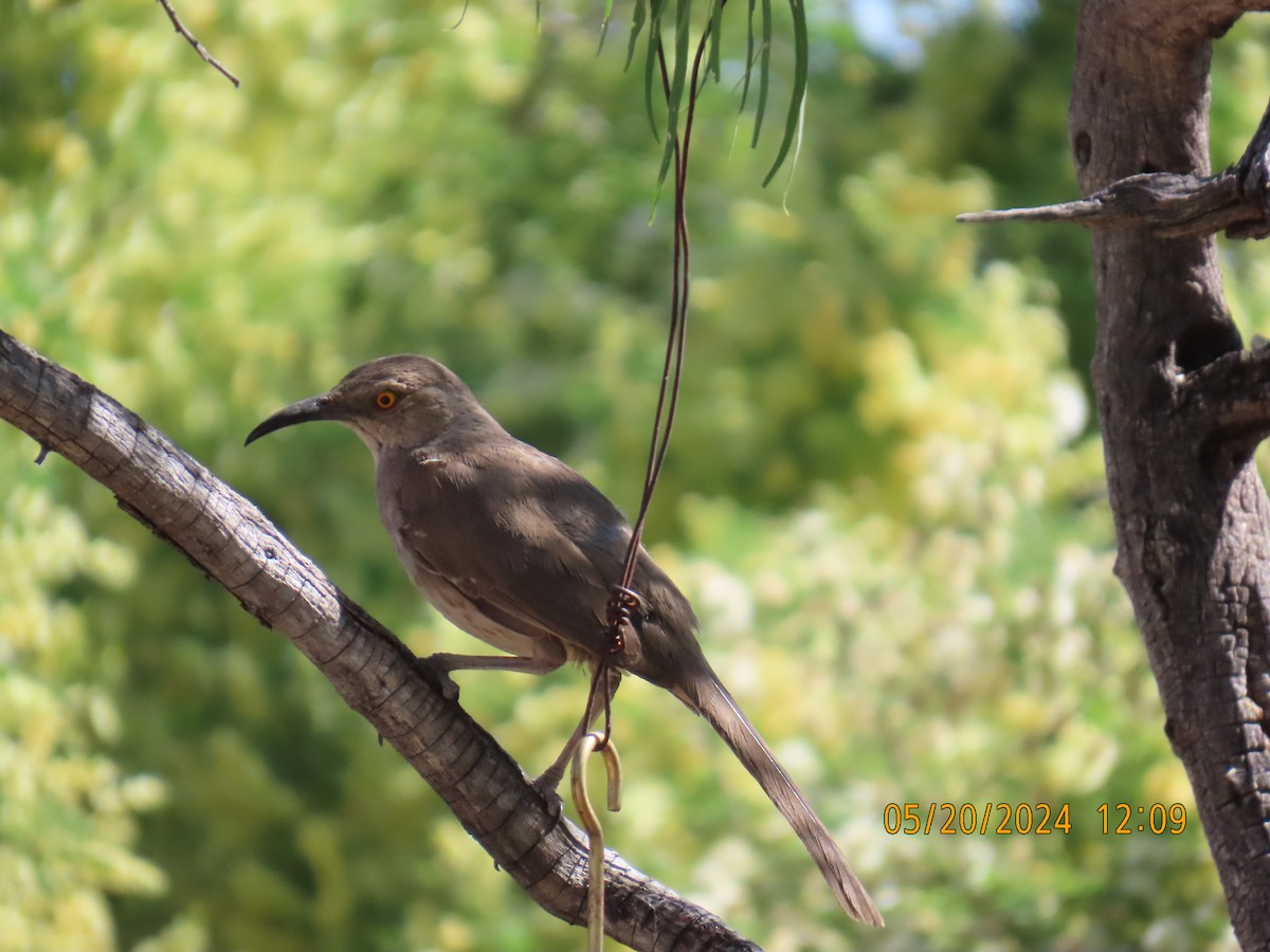 Curve-billed Thrasher - Andy Harrison