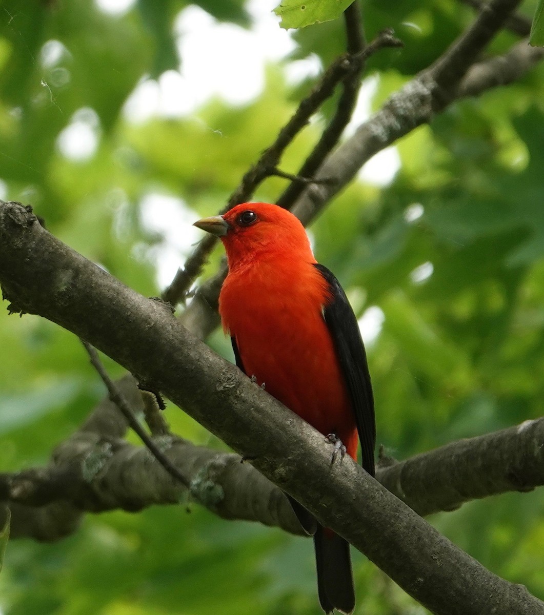 Scarlet Tanager - Trish Bonadonna