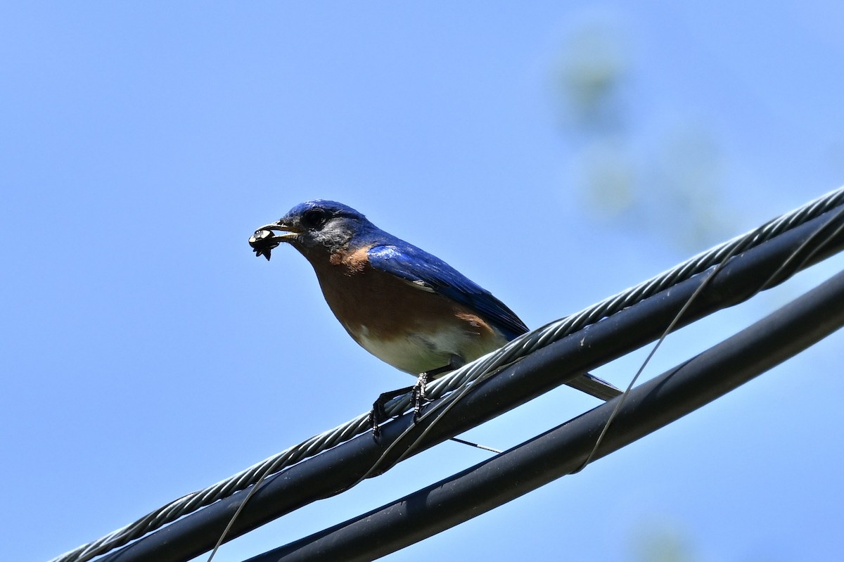 Eastern Bluebird - france dallaire