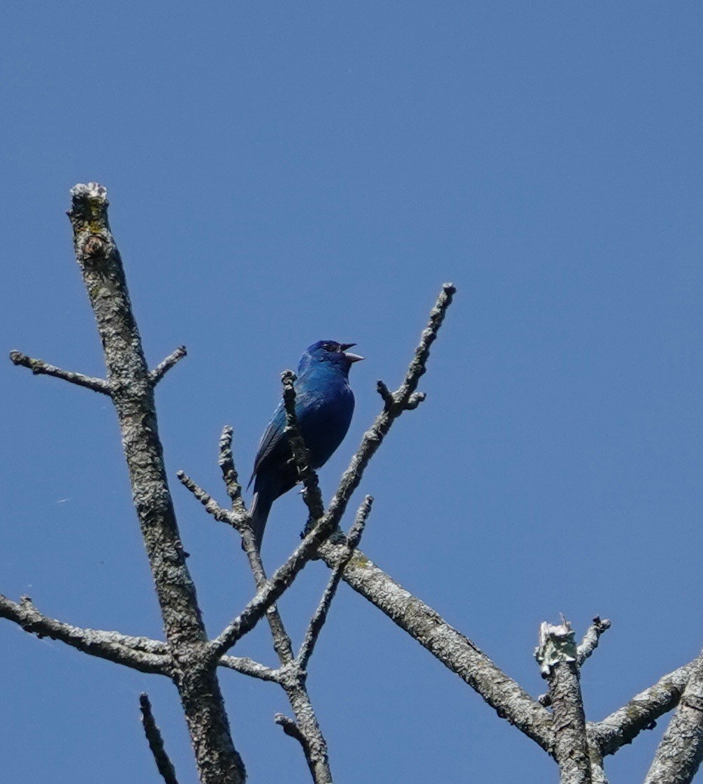 Indigo Bunting - Trish Bonadonna